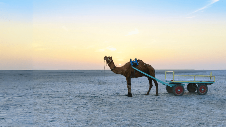 Rann Of Kutch